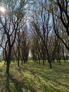 WhatsApp Image 2025-11-09 at 19.12.21 (2)