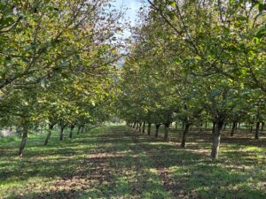 WhatsApp Image 2025-11-09 at 19.12.21 (5)