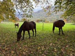 WhatsApp Image 2025-11-09 at 19.17.49 (5)